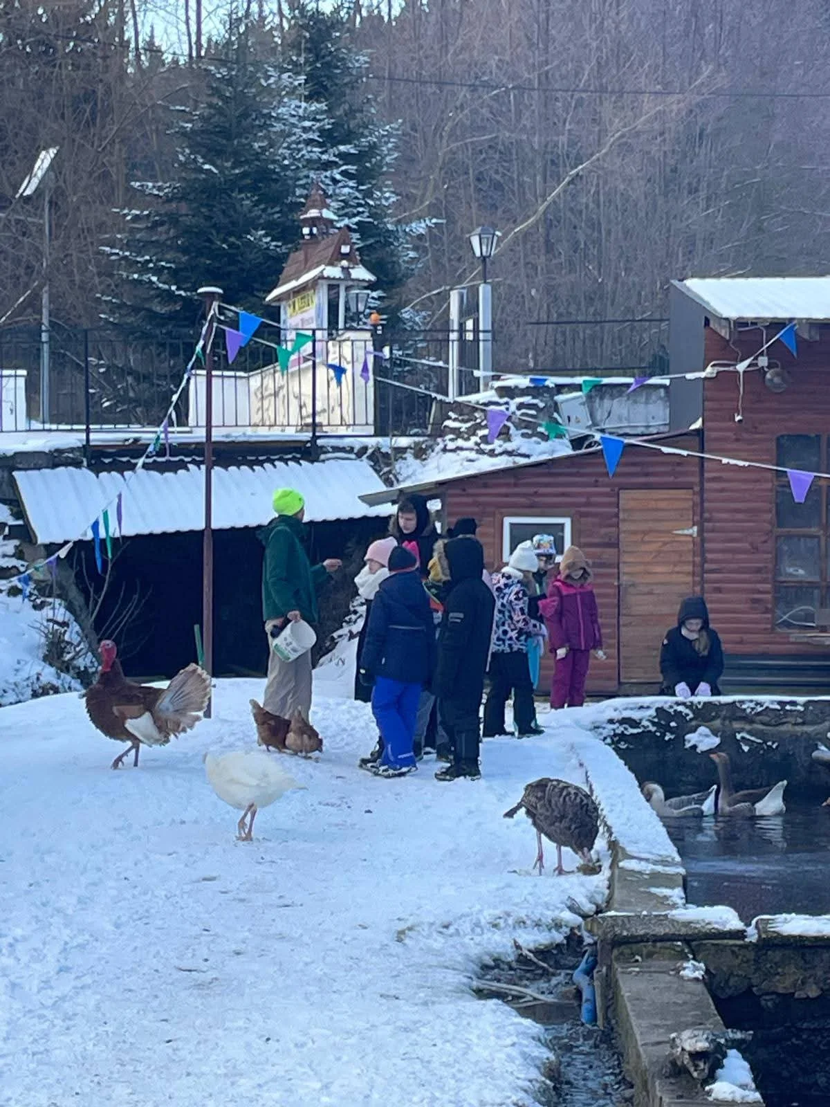 Przepiórki i indyki