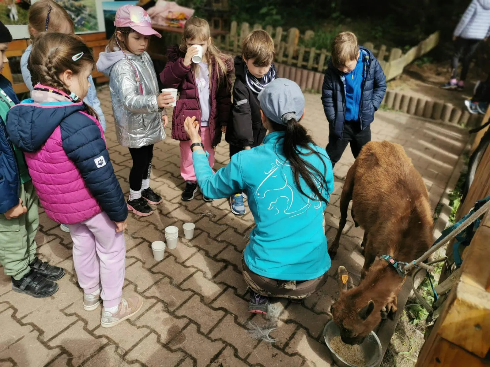 Koza Zuza i poranne dojenie w Zagrodzie Studzienno