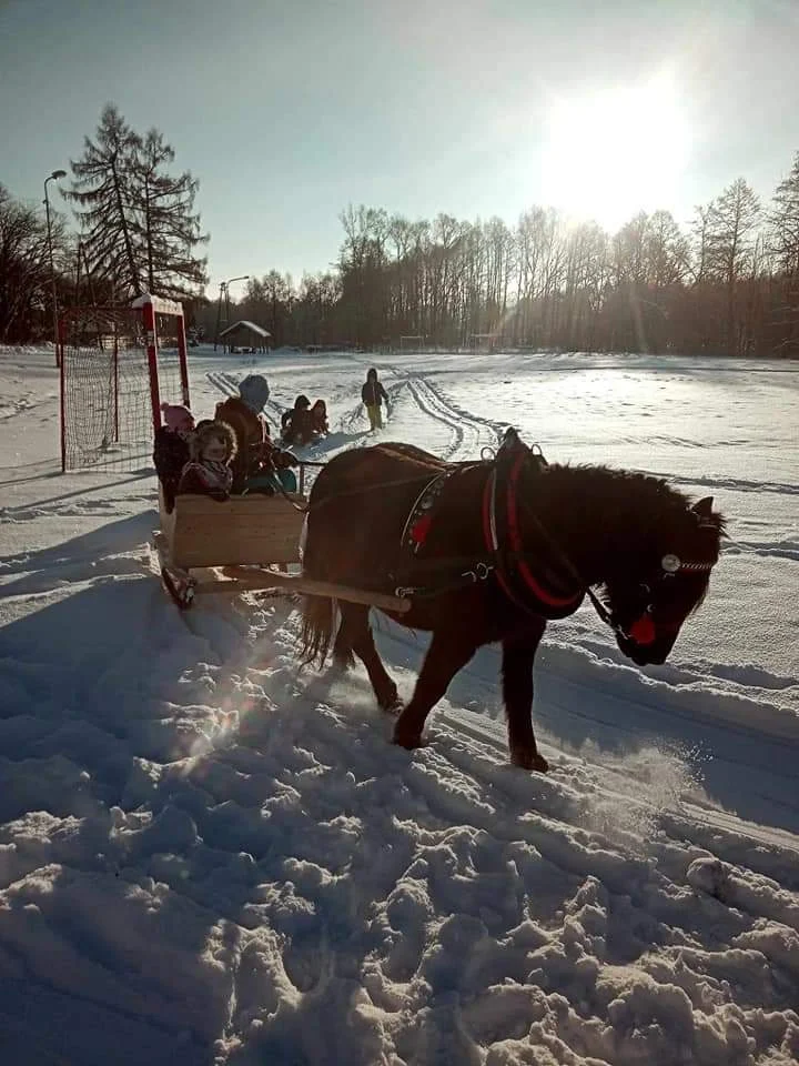 Spotkanie z Furmanem – tradycje powożenia i zaprzęgów konnych — zdjęcie 1