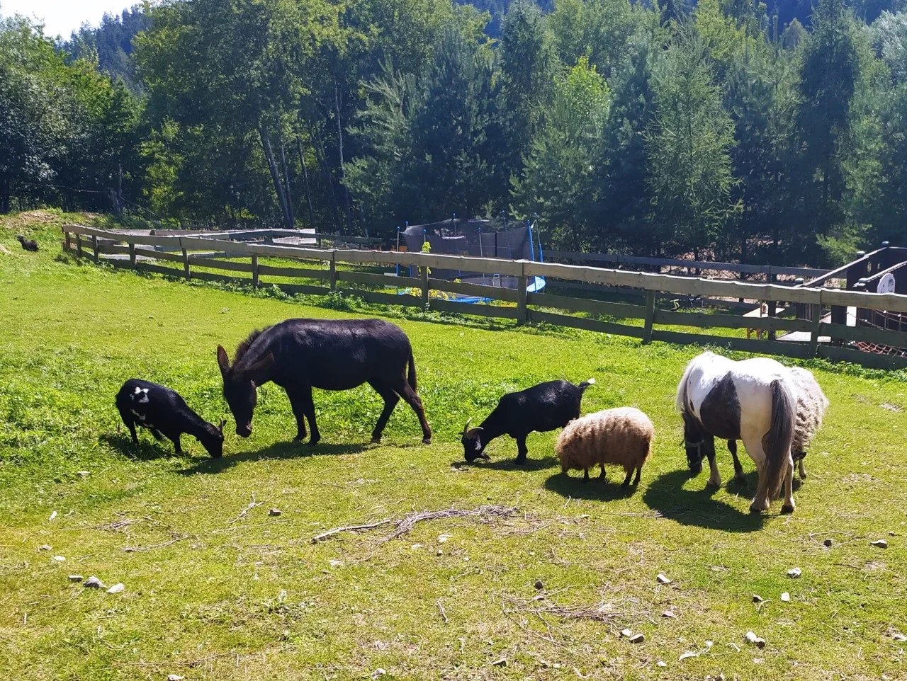 Zwierzęta w zagrodzie
