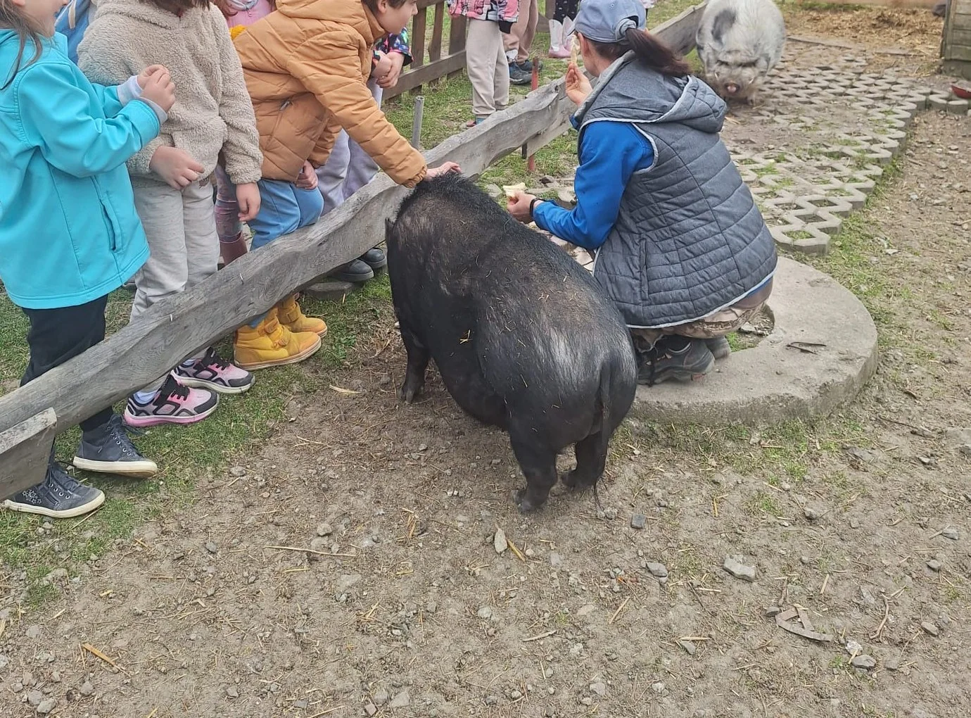 Świnki