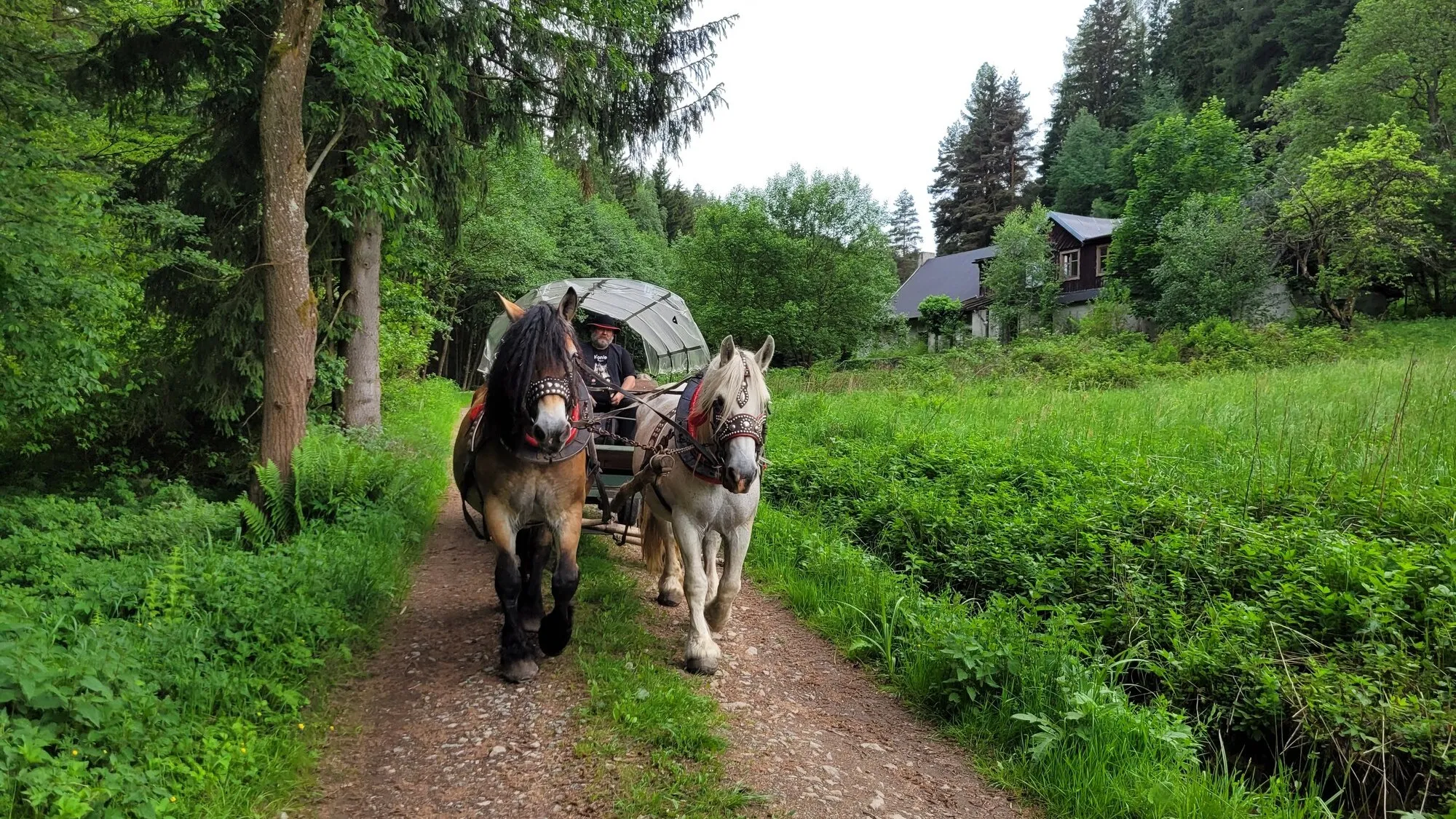 Konie w Zagrodzie Studzienno