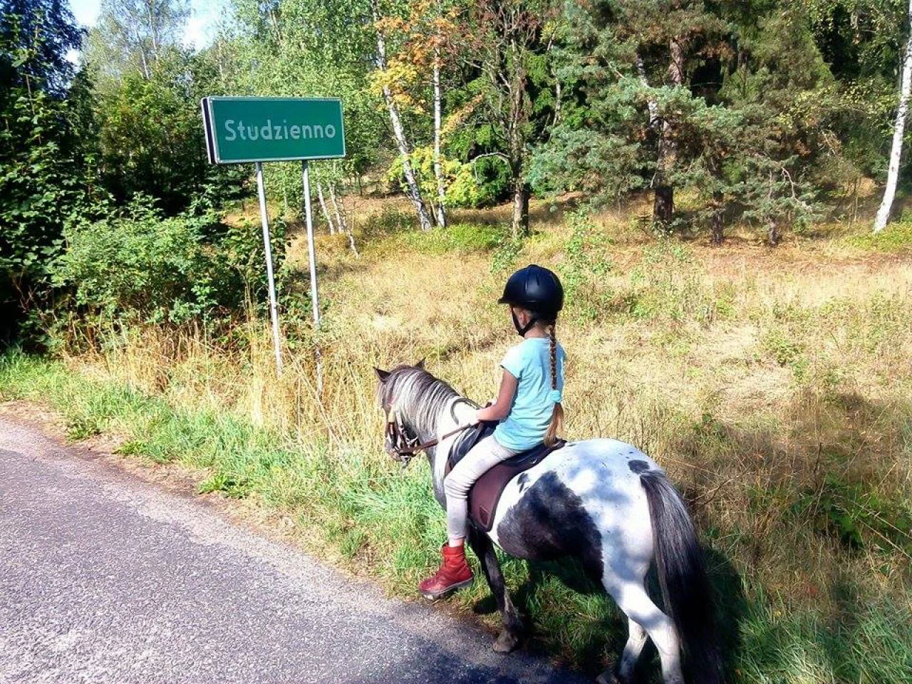 Zwierzęta zagrody 11